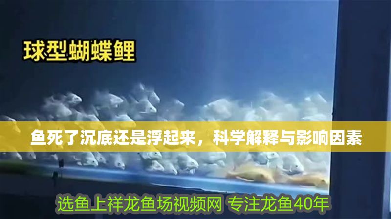 魚死了沉底還是浮起來(lái)，科學(xué)解釋與影響因素