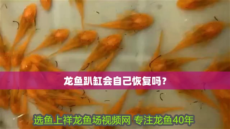龍魚趴缸會自己恢復嗎？