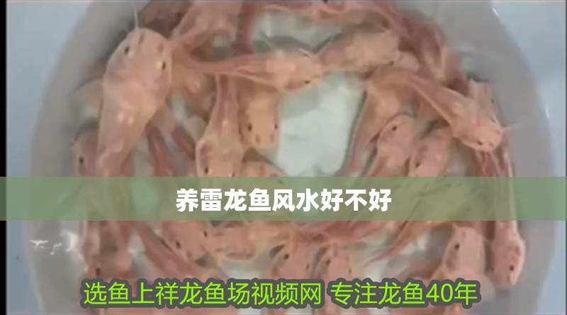 養(yǎng)雷龍魚風水好不好