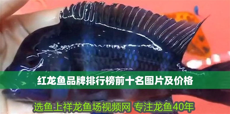 紅龍魚品牌排行榜前十名圖片及價格