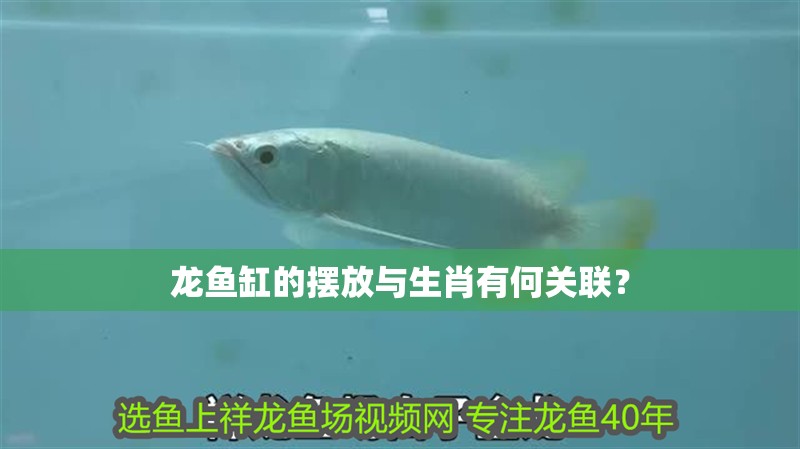 龍魚缸的擺放與生肖有何關(guān)聯(lián)？
