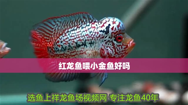 紅龍魚喂小金魚好嗎