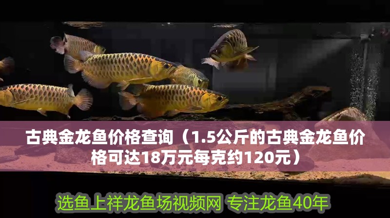 古典金龍魚價(jià)格查詢（1.5公斤的古典金龍魚價(jià)格可達(dá)18萬(wàn)元每克約120元）