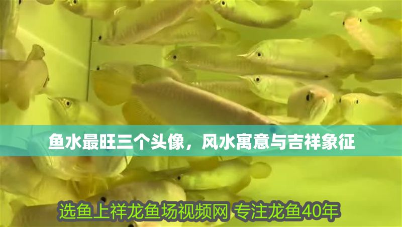 魚水最旺三個頭像，風(fēng)水寓意與吉祥象征