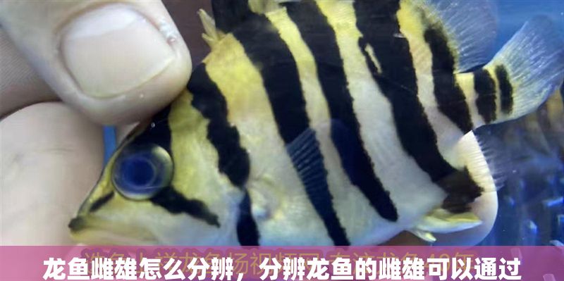 龍魚雌雄怎么分辨，分辨龍魚的雌雄可以通過觀察以下幾個(gè)方面來進(jìn)行分辨