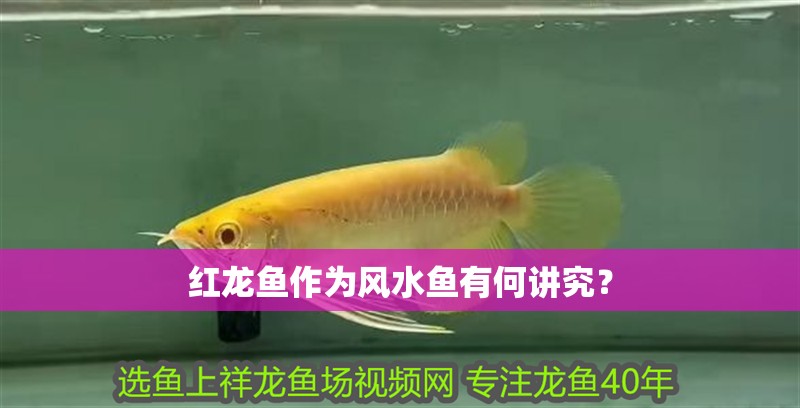 紅龍魚作為風水魚有何講究？