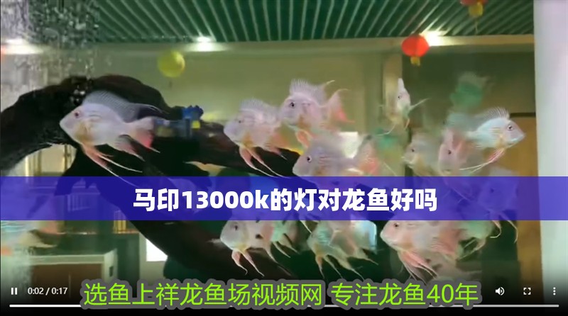 馬印13000k的燈對龍魚好嗎