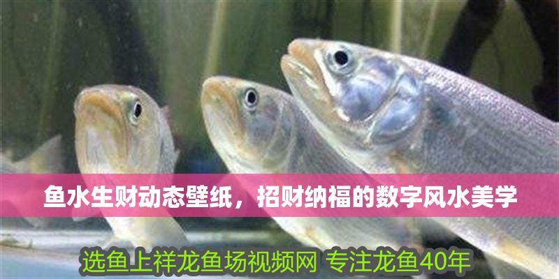 魚水生財動態壁紙，招財納福的數字風水美學