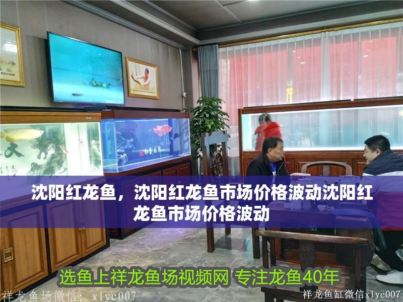 沈陽紅龍魚，沈陽紅龍魚市場價格波動沈陽紅龍魚市場價格波動