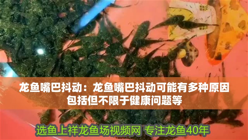 龍魚嘴巴抖動(dòng)：龍魚嘴巴抖動(dòng)可能有多種原因包括但不限于健康問(wèn)題等