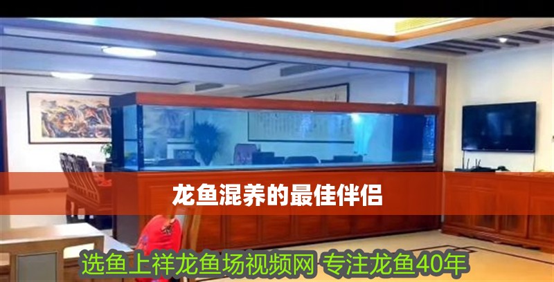 龍魚混養(yǎng)的最佳伴侶