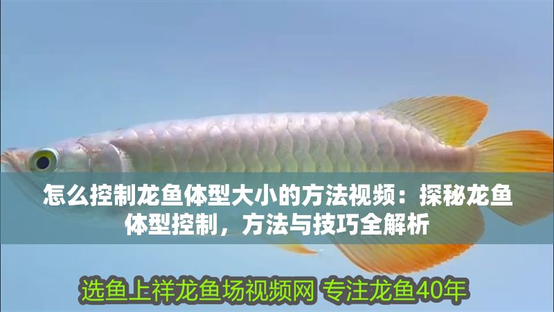 怎么控制龍魚體型大小的方法視頻：探秘龍魚體型控制，方法與技巧全解析