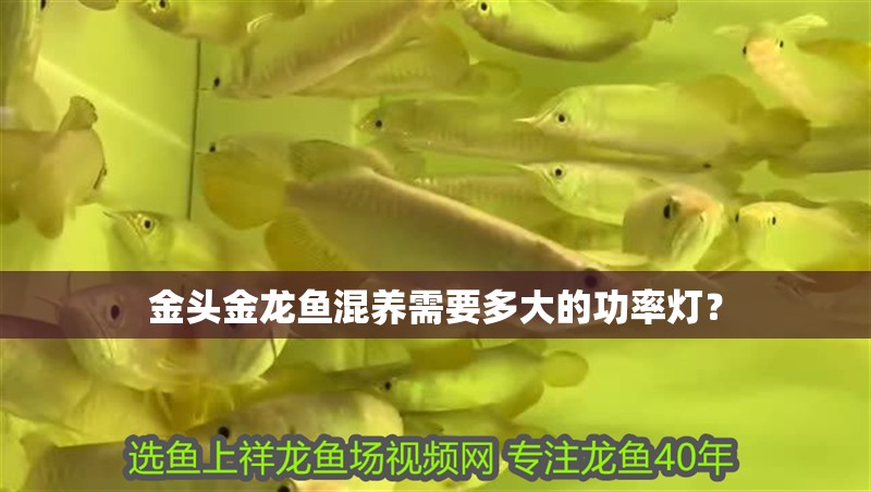 金頭金龍魚混養(yǎng)需要多大的功率燈？