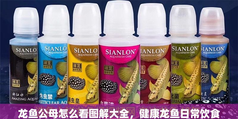 龍魚公母怎么看圖解大全，健康龍魚日常飲食搭配指南,龍魚日常飲食搭配指南