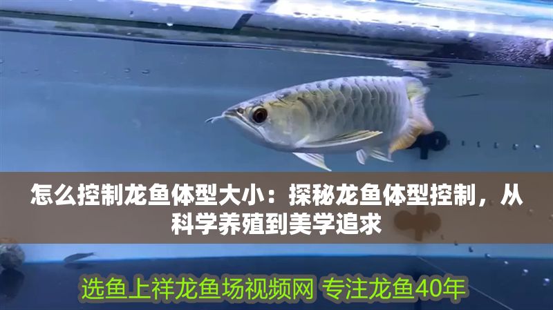 怎么控制龍魚體型大小：探秘龍魚體型控制，從科學(xué)養(yǎng)殖到美學(xué)追求