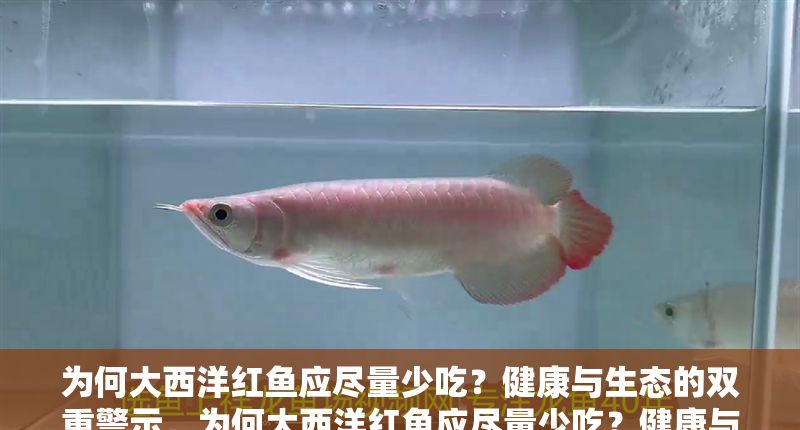 為何大西洋紅魚應(yīng)盡量少吃？健康與生態(tài)的雙重警示，為何大西洋紅魚應(yīng)盡量少吃？健康與生態(tài)的雙重警示
