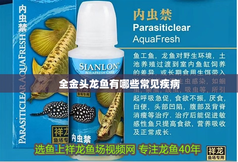 全金頭龍魚有哪些常見疾病