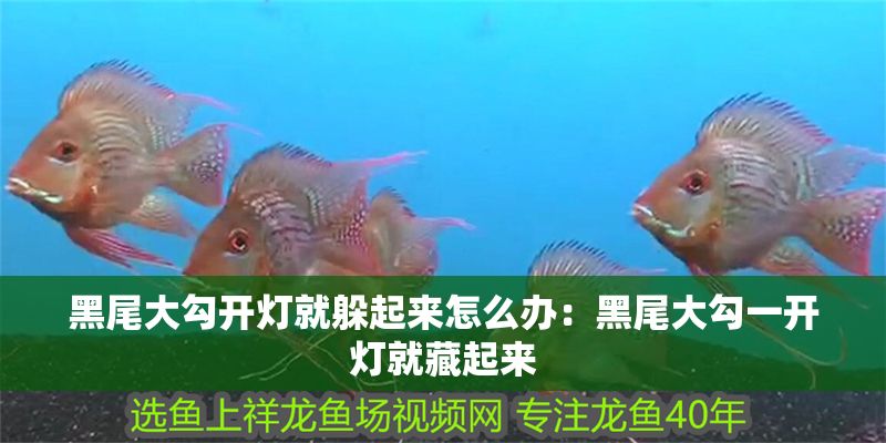 黑尾大勾開燈就躲起來怎么辦：黑尾大勾一開燈就藏起來 黑尾大勾開燈就躲起來怎么辦：黑尾大勾一開燈就藏起來 龍魚百科 第2張