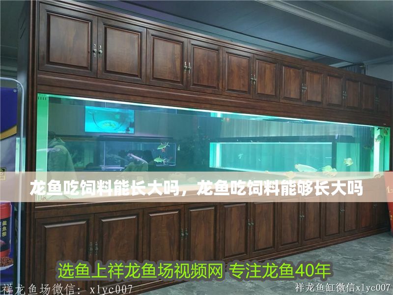 龍魚吃飼料能長大嗎，龍魚吃飼料能夠長大嗎
