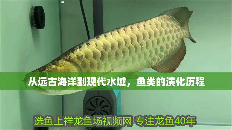 從遠古海洋到現代水域,魚類的演化歷程 龍魚百科 第1張 從遠古海洋到現代水域,魚類的演化歷程 從遠古海洋到現代水域,魚類的演化歷程 龍魚百科 第1張