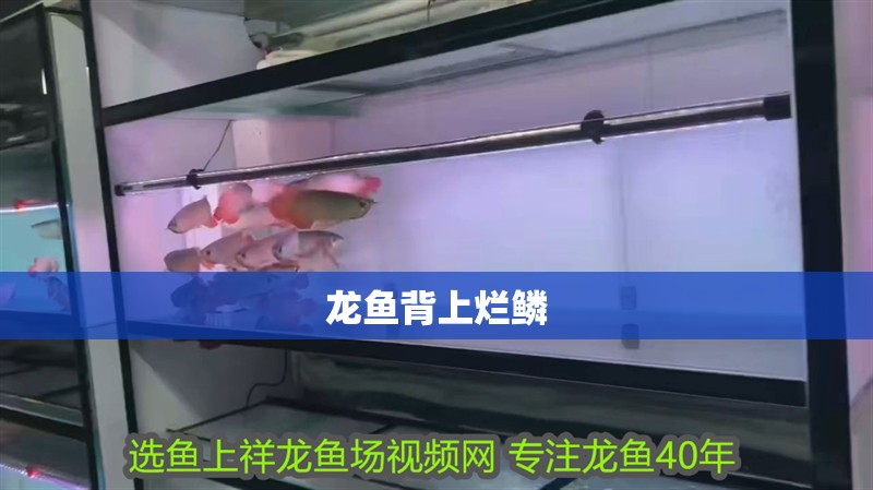 龍魚背上爛鱗