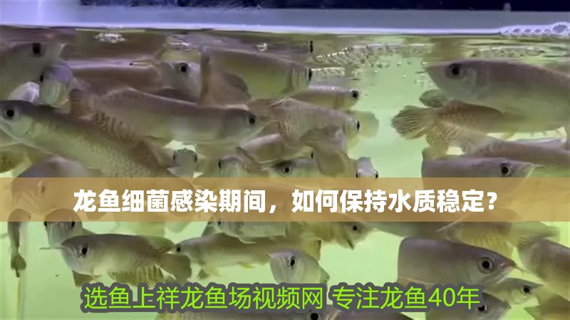 龍魚細菌感染期間，如何保持水質穩定？