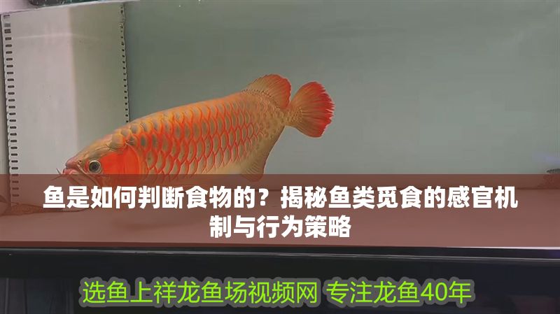 魚是如何判斷食物的？揭秘魚類覓食的感官機(jī)制與行為策略