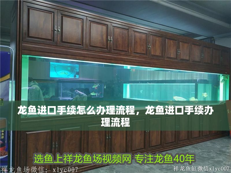 龍魚進口手續怎么辦理流程，龍魚進口手續辦理流程