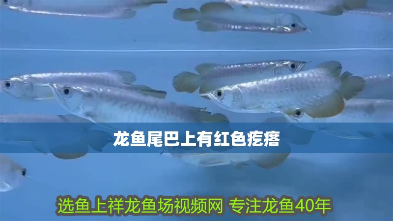 龍魚尾巴上有紅色疙瘩