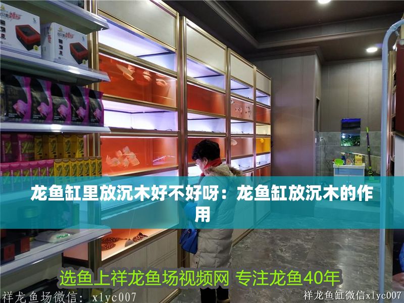 龍魚缸里放沉木好不好呀：龍魚缸放沉木的作用