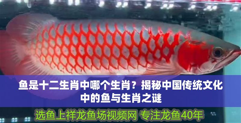 魚是十二生肖中哪個生肖？揭秘中國傳統文化中的魚與生肖之謎