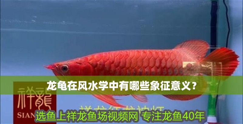 龍龜在風(fēng)水學(xué)中有哪些象征意義？