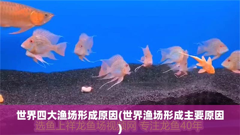 世界四大漁場形成原因(世界漁場形成主要原因) 世界四大漁場形成原因(世界漁場形成主要原因) 龍魚百科 第1張