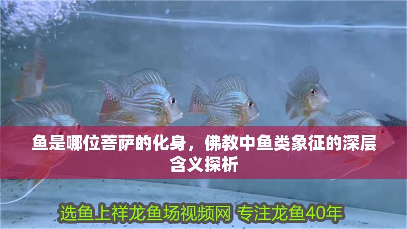 魚是哪位菩薩的化身，佛教中魚類象征的深層含義探析