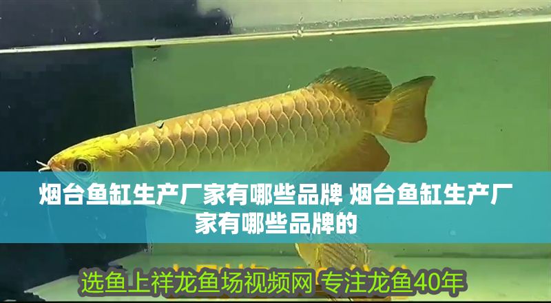 煙臺魚缸生產廠家有哪些品牌 煙臺魚缸生產廠家有哪些品牌的