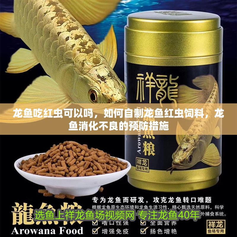龍魚吃紅蟲可以嗎，如何自制龍魚紅蟲飼料，龍魚消化不良的預防措施
