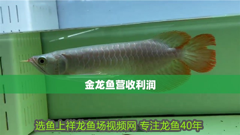 金龍魚營收利潤