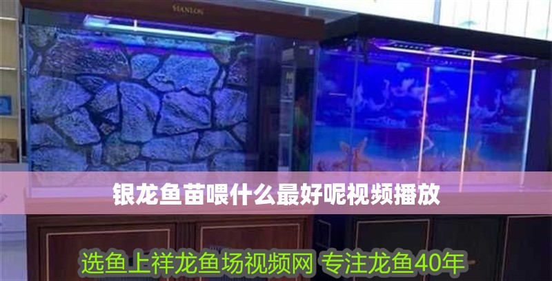銀龍魚苗喂什么最好呢視頻播放