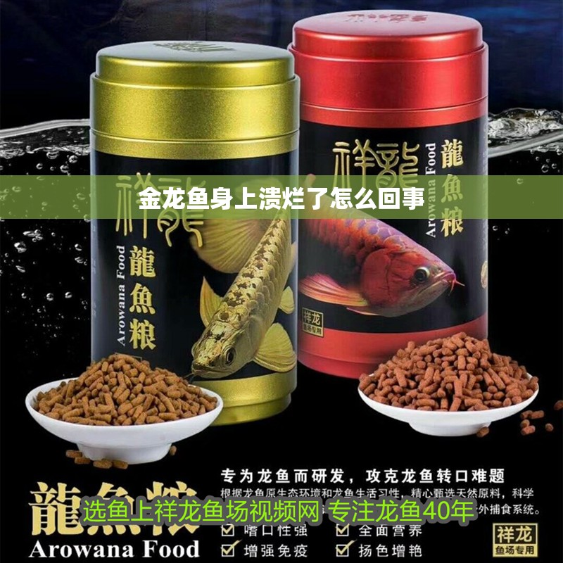 金龍魚身上潰爛了怎么回事