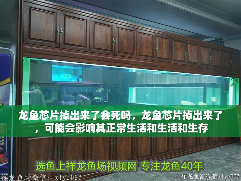 龍魚芯片掉出來了會死嗎，龍魚芯片掉出來了，可能會影響其正常生活和生活和生存
