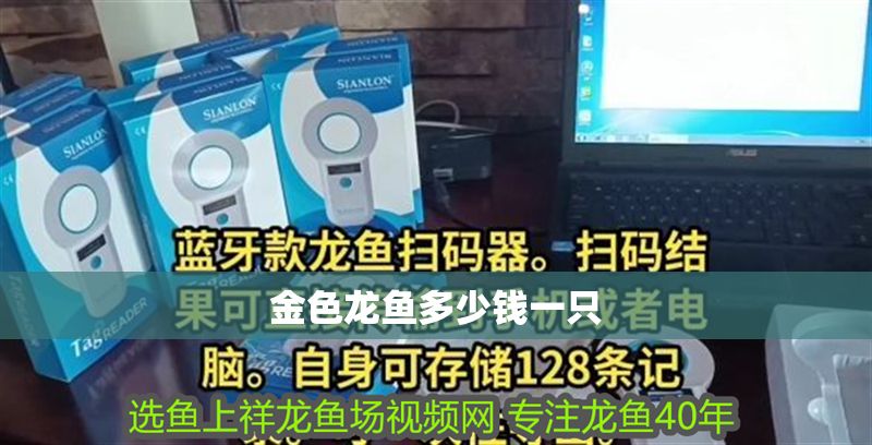 金色龍魚多少錢一只