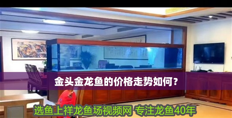 金頭金龍魚的價(jià)格走勢如何？