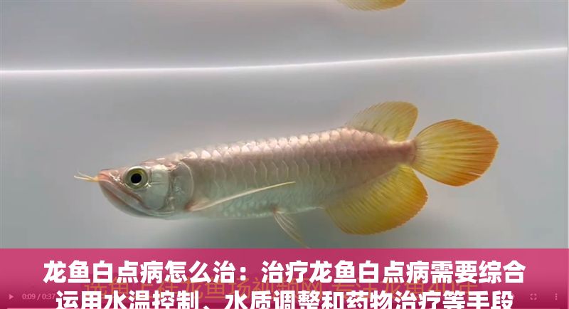 龍魚白點病怎么治:治療龍魚白點病需要綜合運用水溫控制、水質(zhì)調(diào)整和藥物治療等手段 龍魚百科 第4張 龍魚白點病怎么治:治療龍魚白點病需要綜合運用水溫控制、水質(zhì)調(diào)整和藥物治療等手段 龍魚白點病怎么治:治療龍魚白點病需要綜合運用水溫控制、水質(zhì)調(diào)整和藥物治療等手段 龍魚百科 第4張