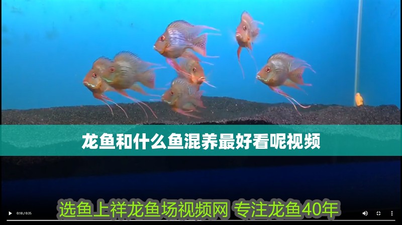 龍魚和什么魚混養最好看呢視頻
