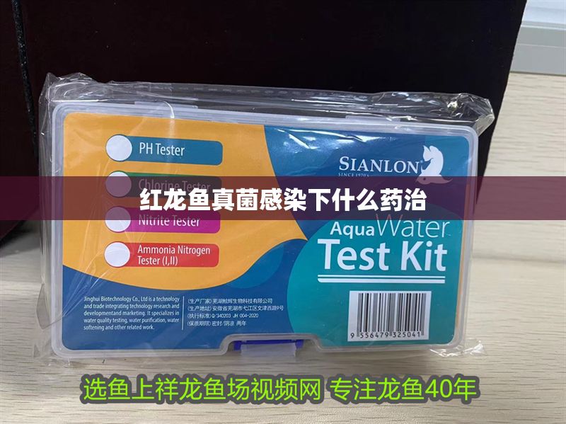 紅龍魚真菌感染下什么藥治