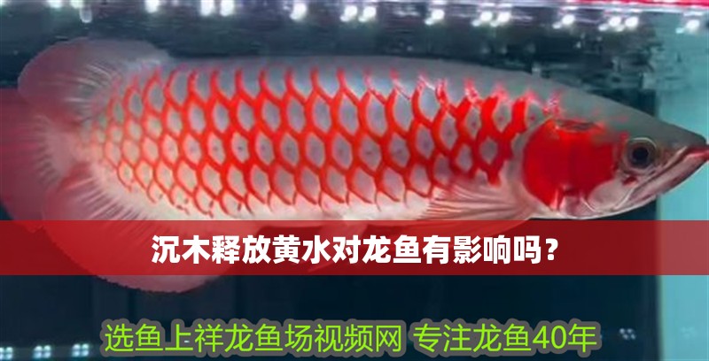 沉木釋放黃水對龍魚有影響嗎？