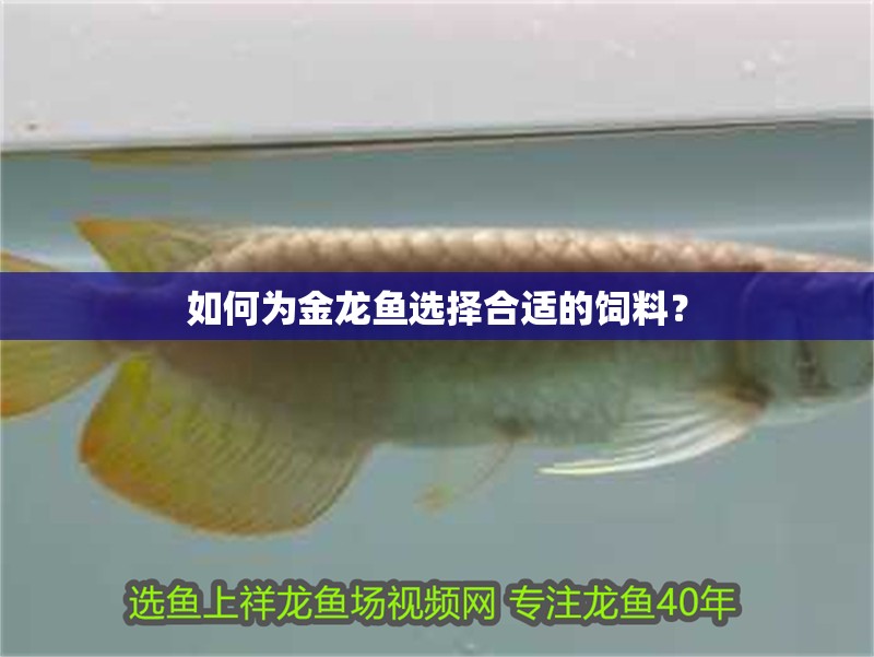 如何為金龍魚選擇合適的飼料？