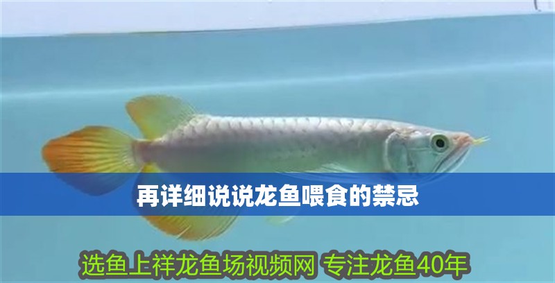 再詳細(xì)說說龍魚喂食的禁忌