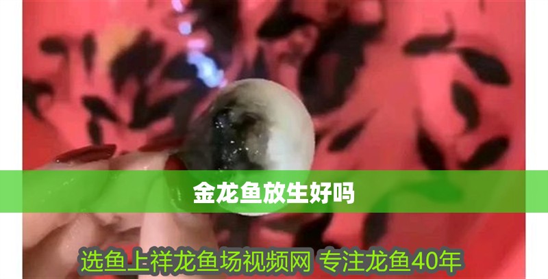 金龍魚放生好嗎