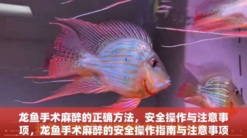 龍魚手術麻醉的正確方法，安全操作與注意事項，龍魚手術麻醉的安全操作指南與注意事項